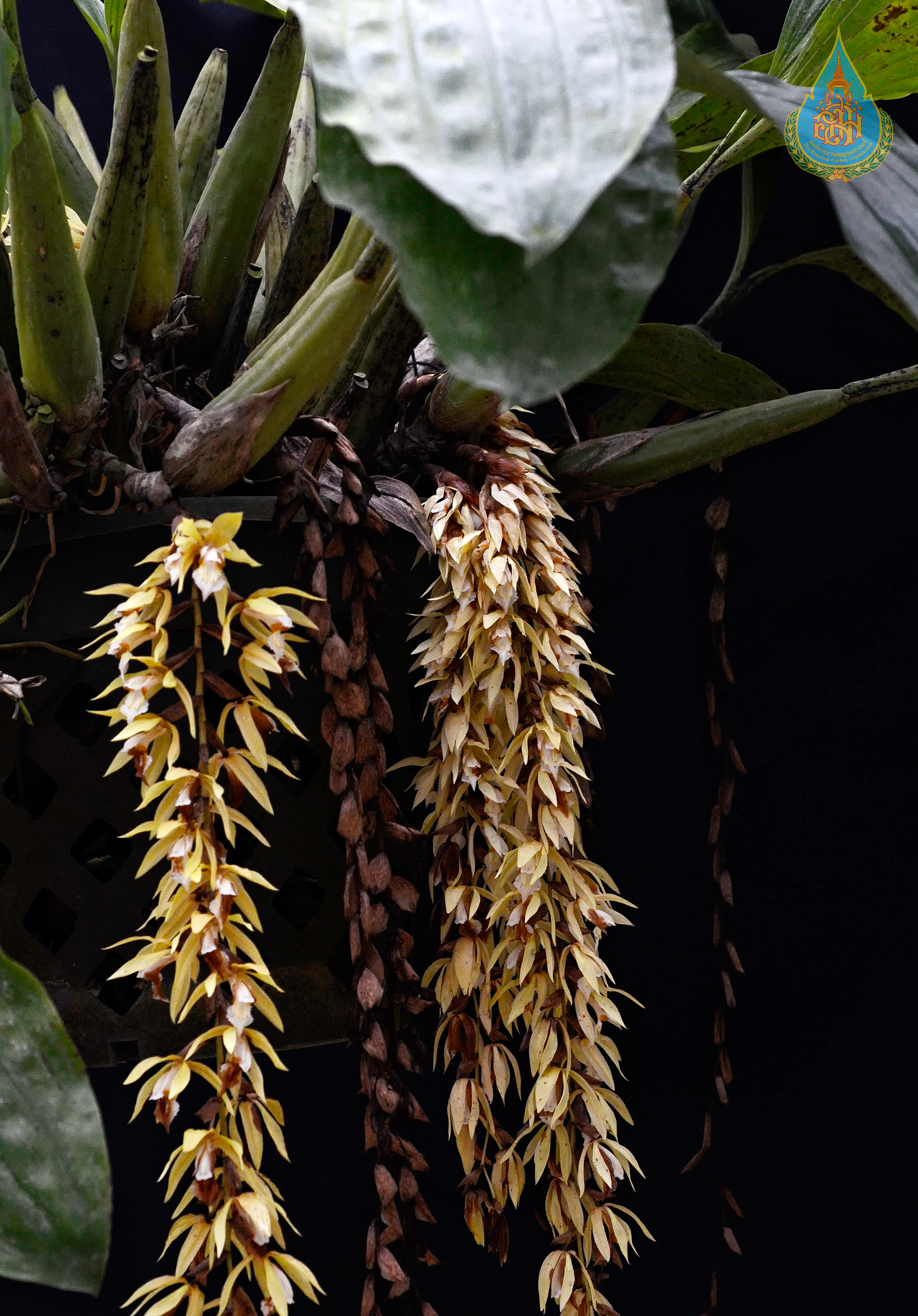 เอื้องสายเสริต Coelogyne rochussenii de Vriese<br/>ORCHIDACEAE